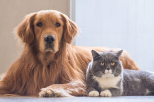 Ozopet animales
